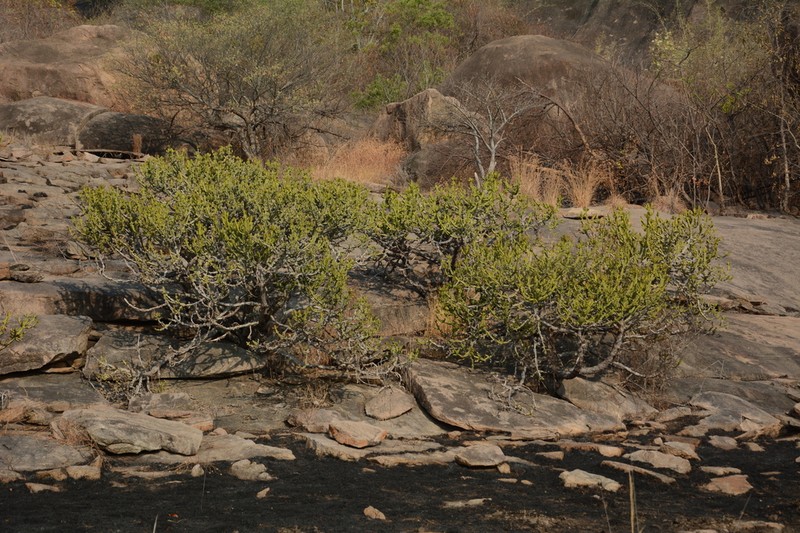 Euphorbia tortilis photo 4