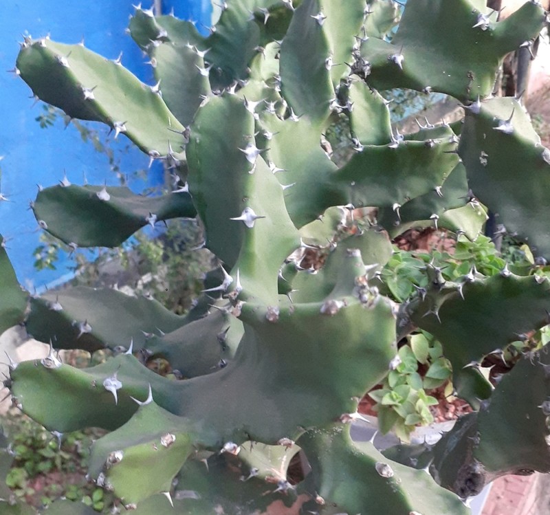 Euphorbia tortilis photo 5