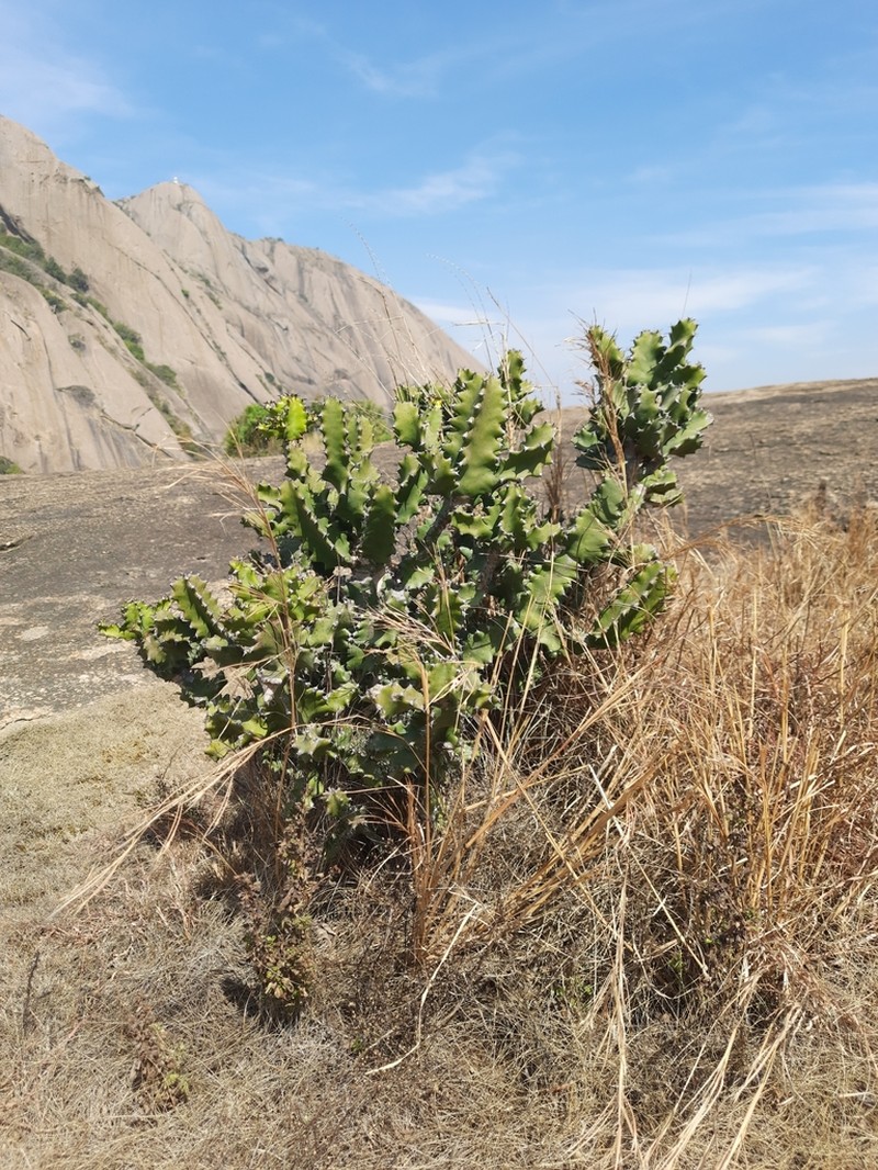 Euphorbia tortilis photo 6