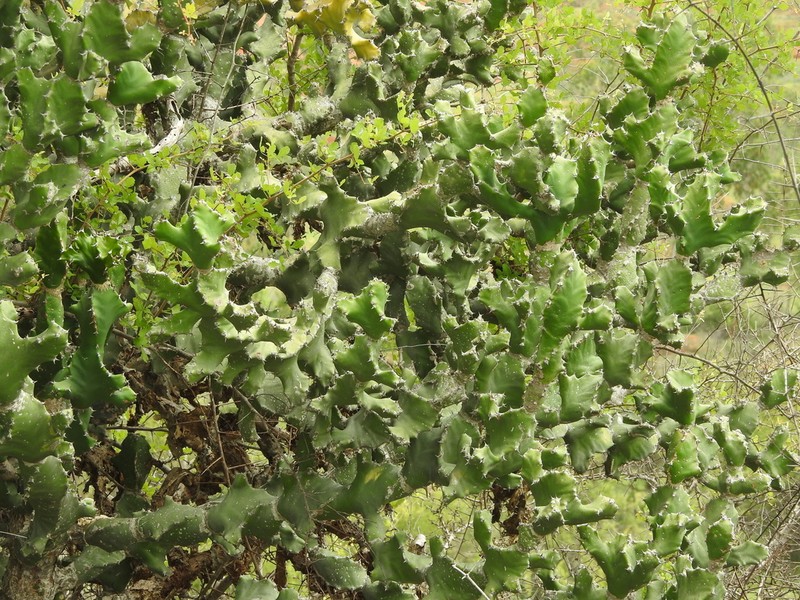 Euphorbia tortilis photo 7