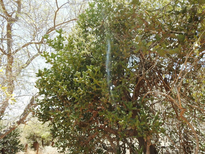 Euphorbia tortilis photo 8