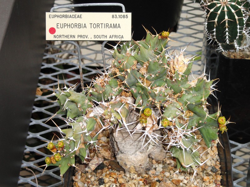 Euphorbia tortirama