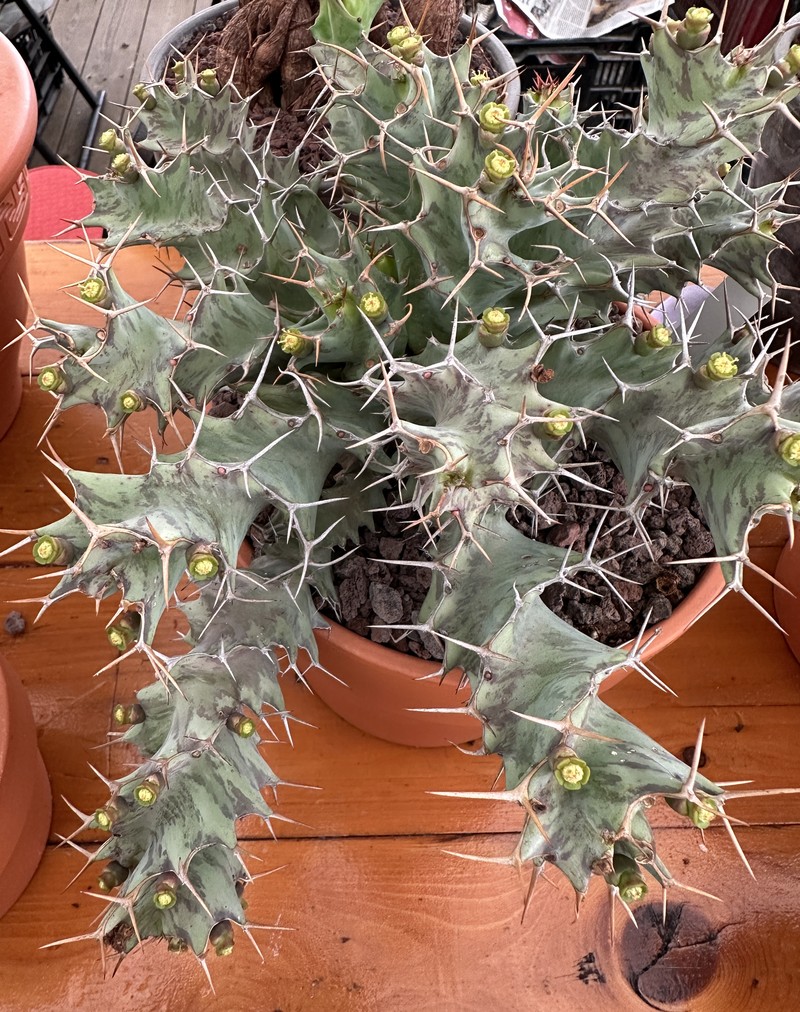 Euphorbia tortirama photo 2