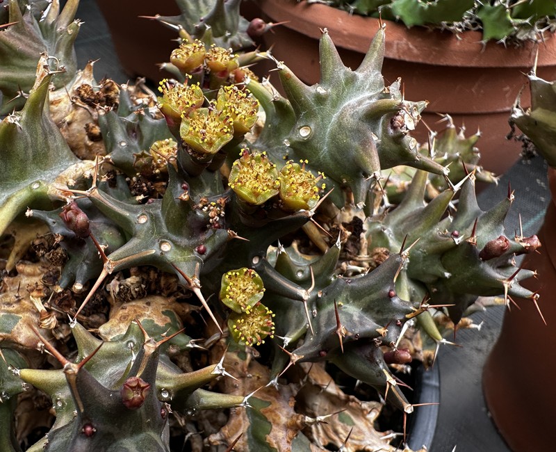 Euphorbia tortirama photo 3