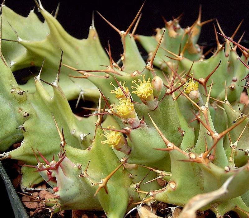 Euphorbia tortirama photo 4