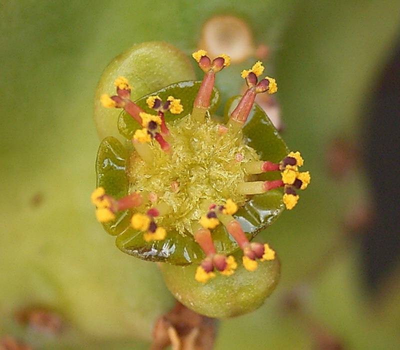Euphorbia tortirama photo 5