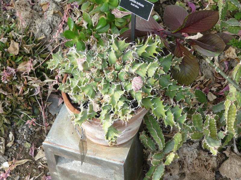 Euphorbia tortirama photo 6