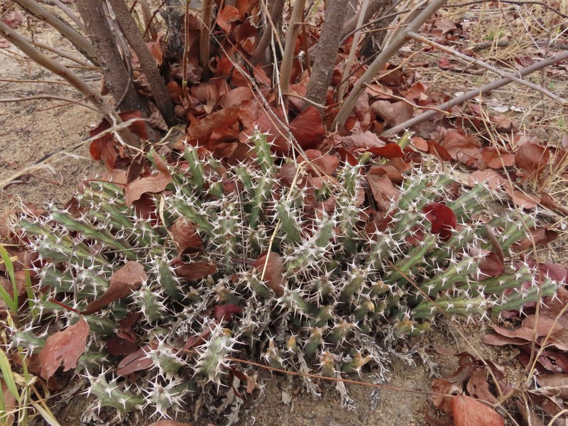 Euphorbia tortistyla photo 2