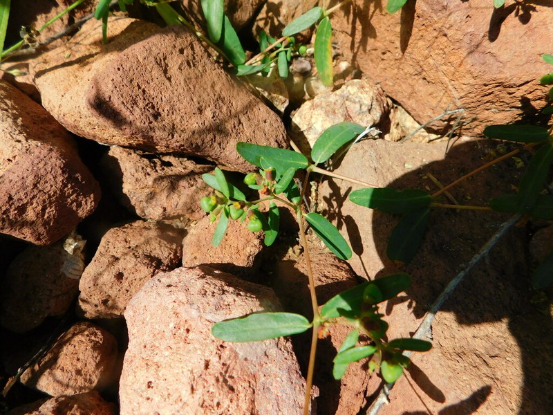 San Pedro River Sandmat photo 7