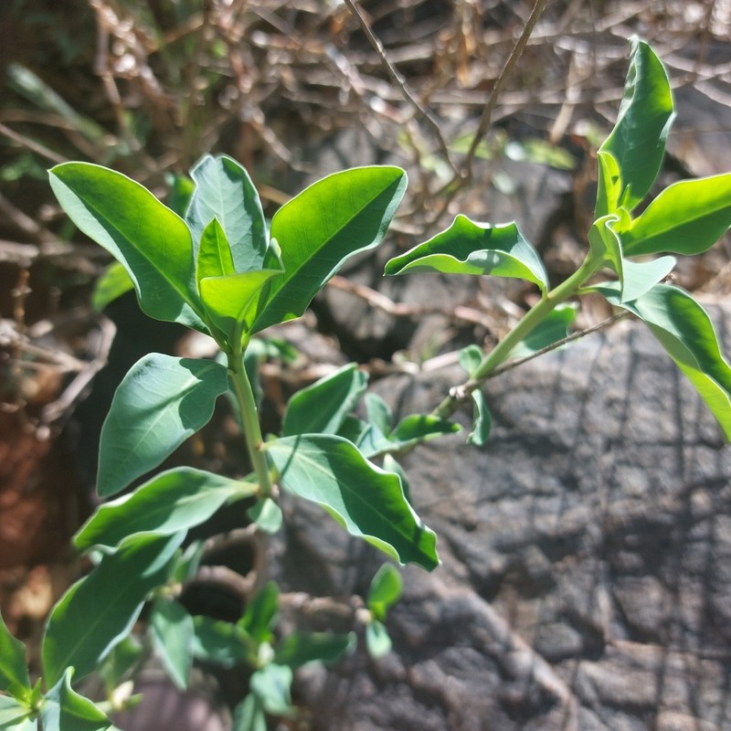 Euphorbia transvaalensis photo 2