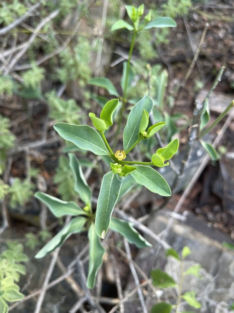 Euphorbia transvaalensis photo 3