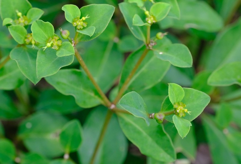 Euphorbia transvaalensis photo 4