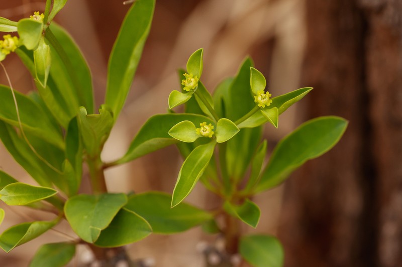 Euphorbia transvaalensis photo 5