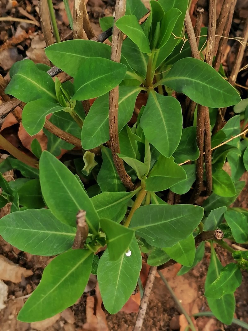 Euphorbia transvaalensis photo 6
