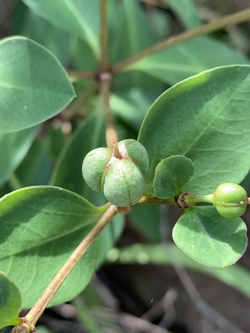 Euphorbia transvaalensis photo 7