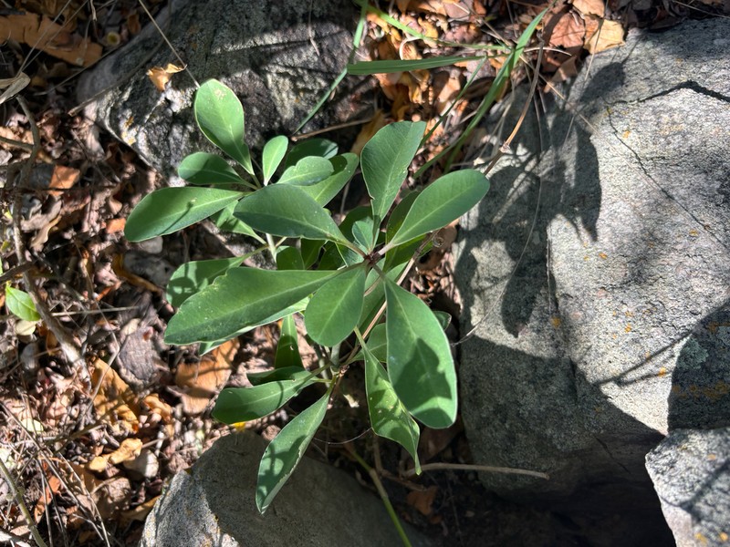 Euphorbia transvaalensis photo 8