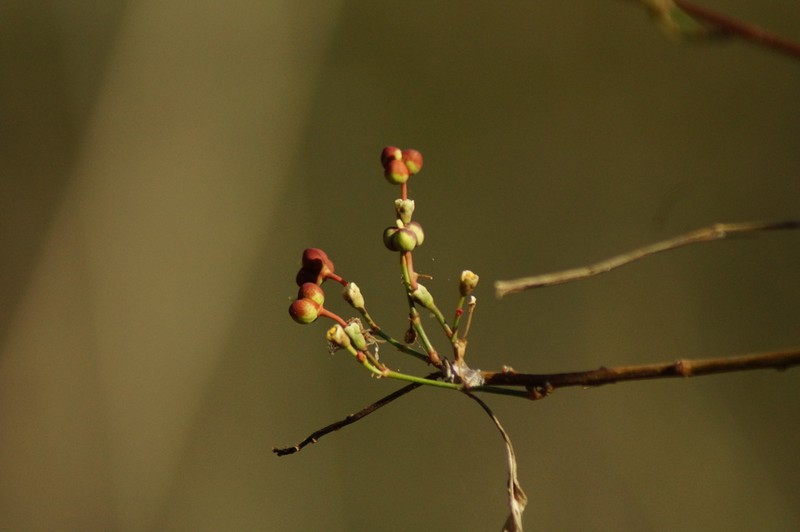Euphorbia tresmariae