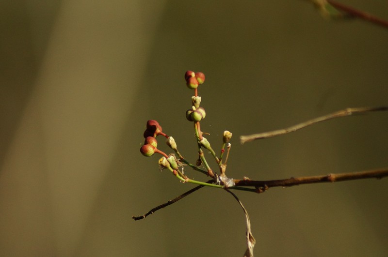 Euphorbia tresmariae photo 3
