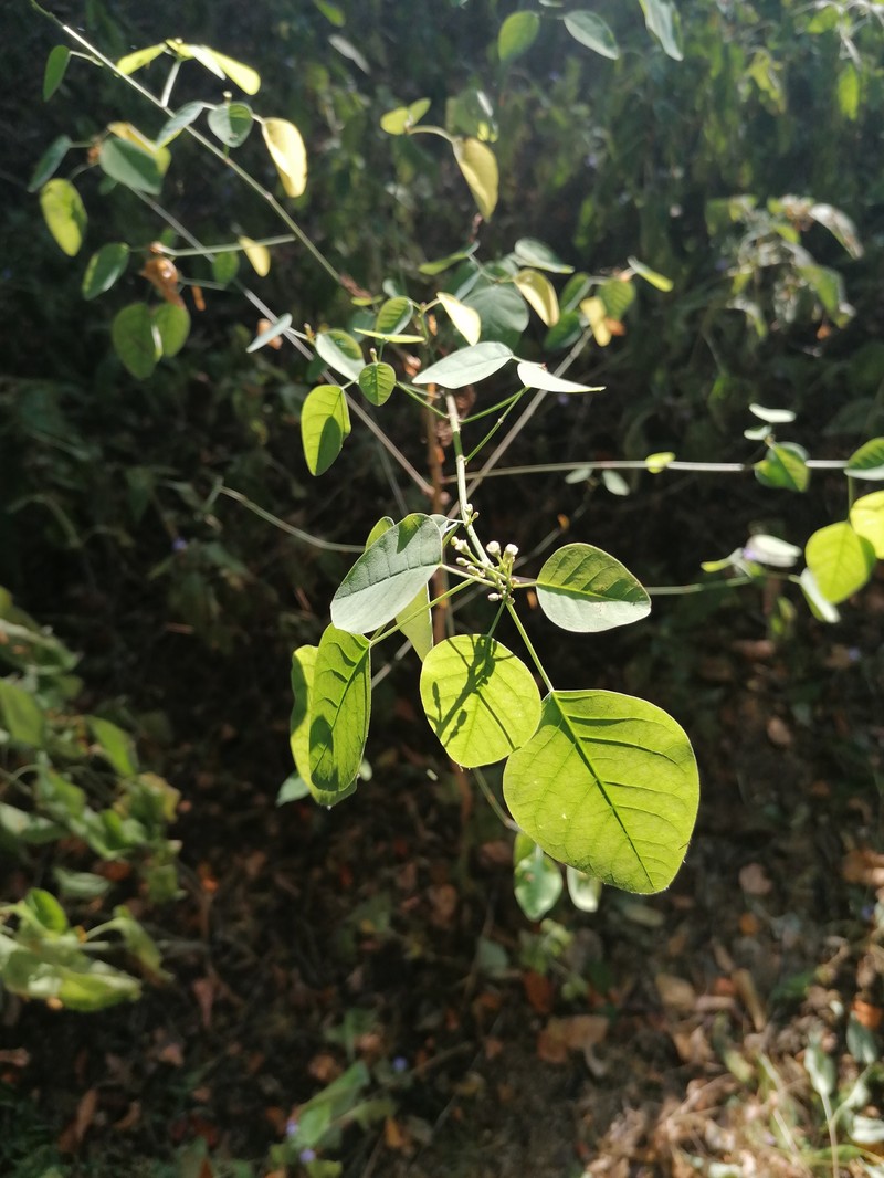 Euphorbia tresmariae photo 4