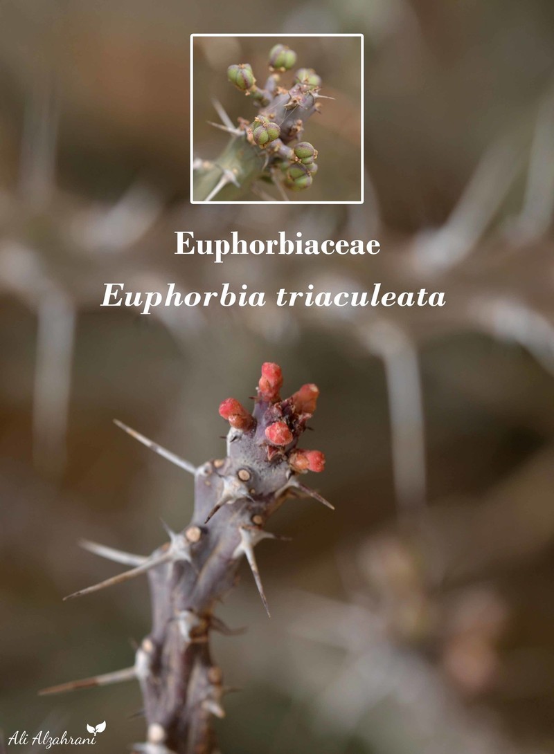 Euphorbia triaculeata photo 3