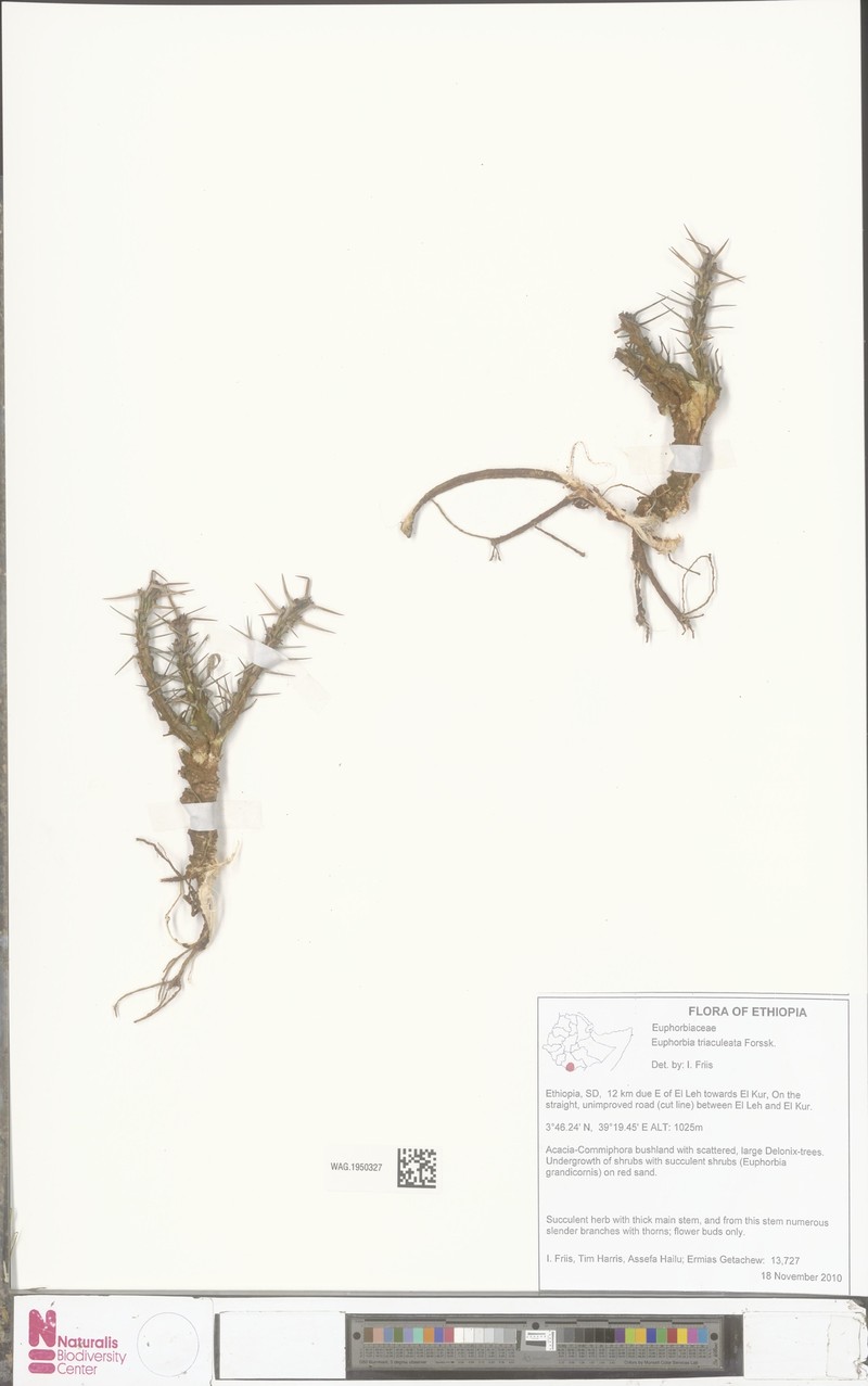 Euphorbia triaculeata photo 4