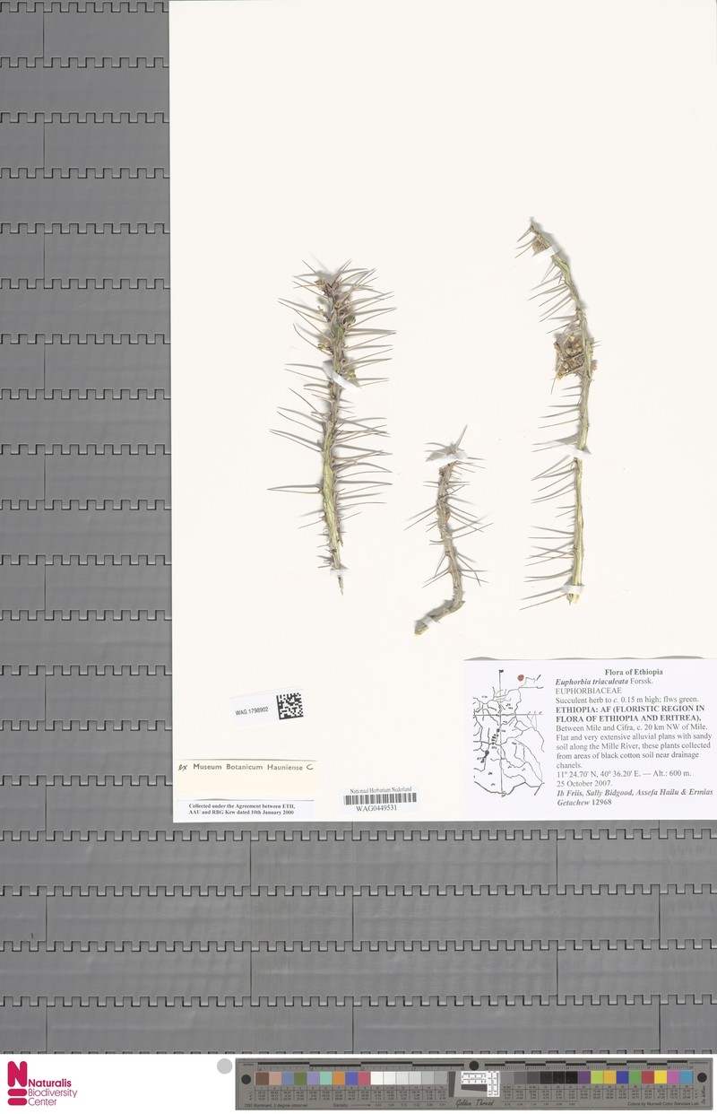 Euphorbia triaculeata photo 6