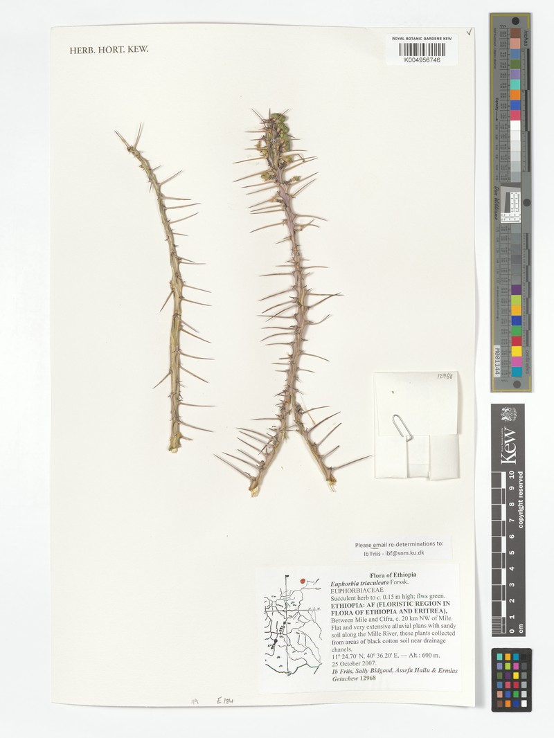 Euphorbia triaculeata photo 7