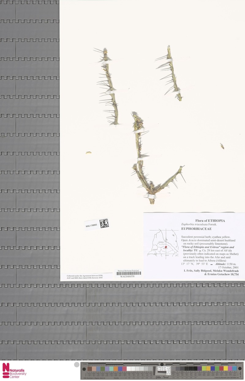 Euphorbia triaculeata photo 8