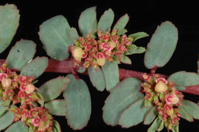 Euphorbia trialata photo 2