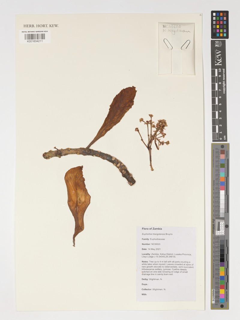Euphorbia triangolensis