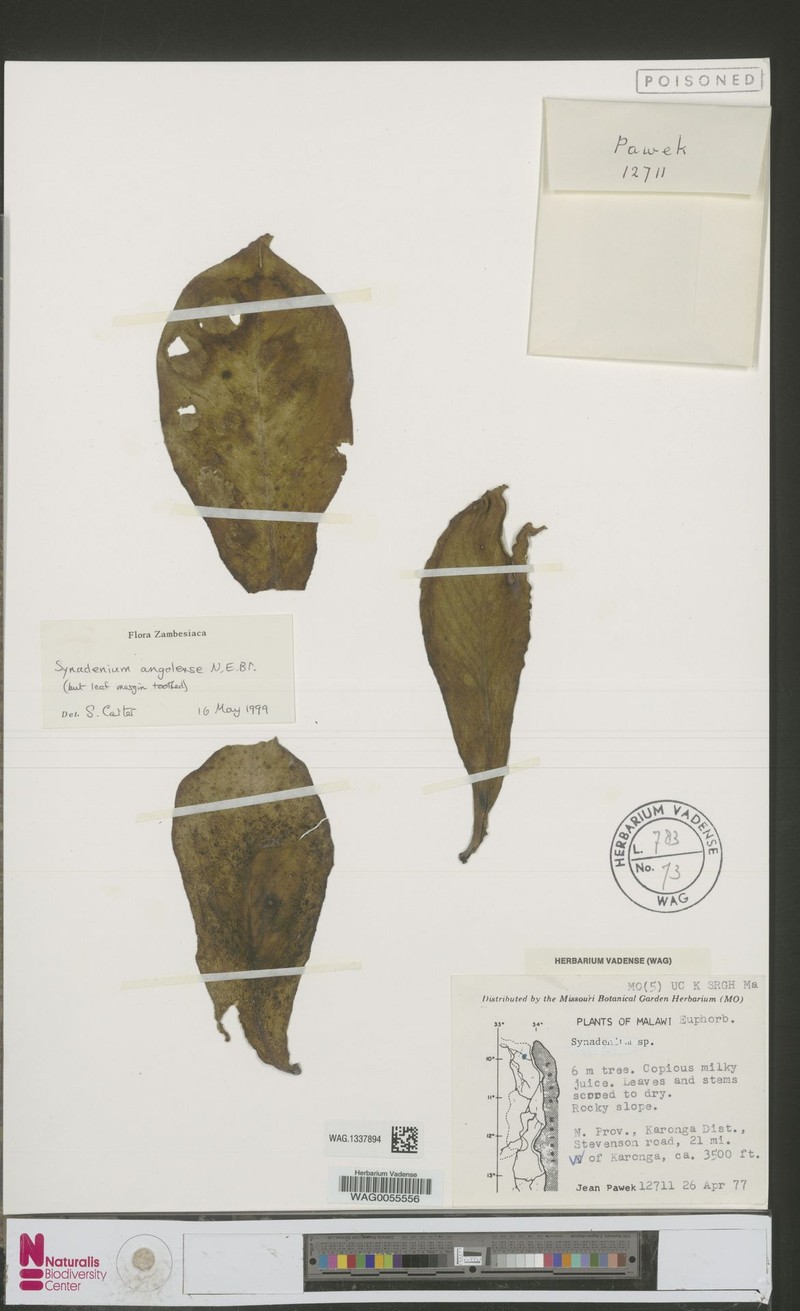 Euphorbia triangolensis photo 2