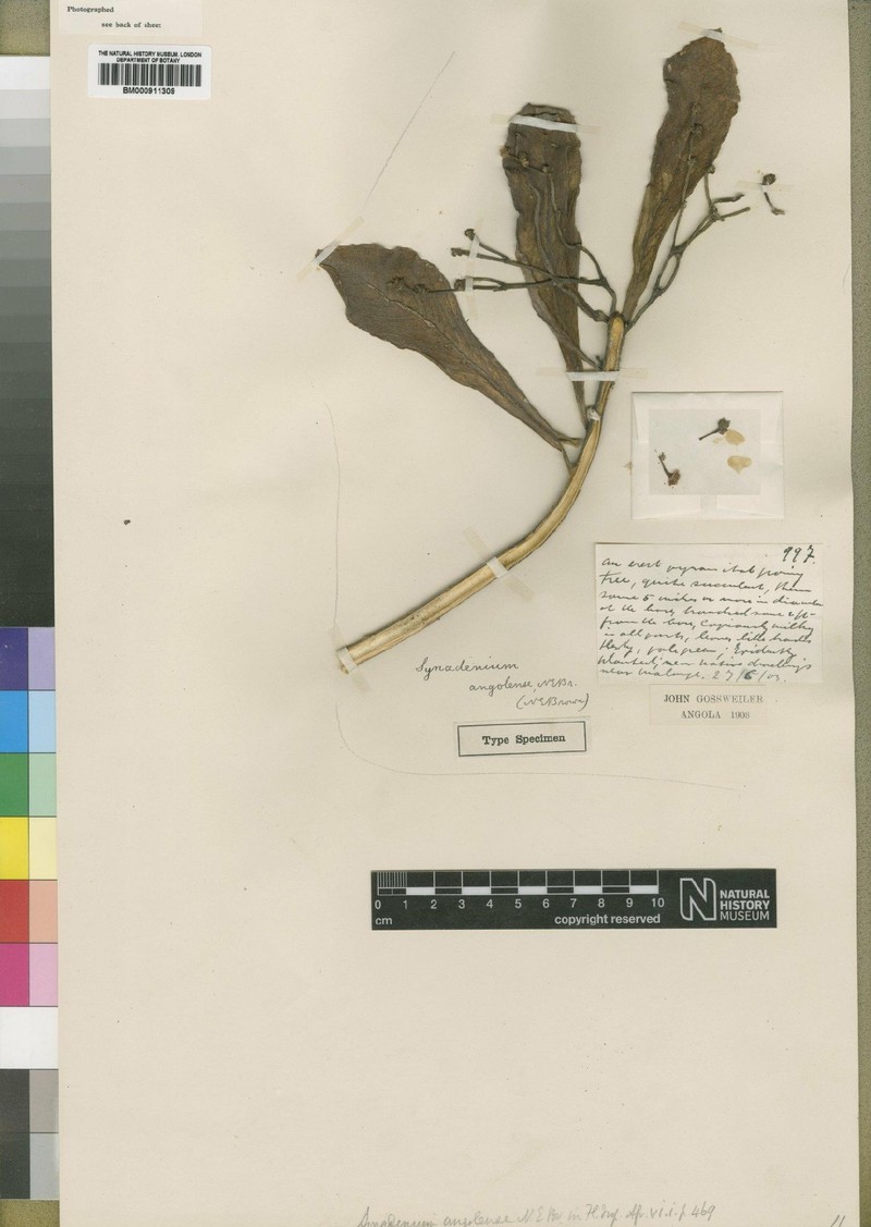 Euphorbia triangolensis photo 3