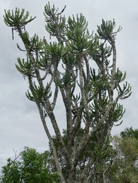 Euphorbia triangularis
