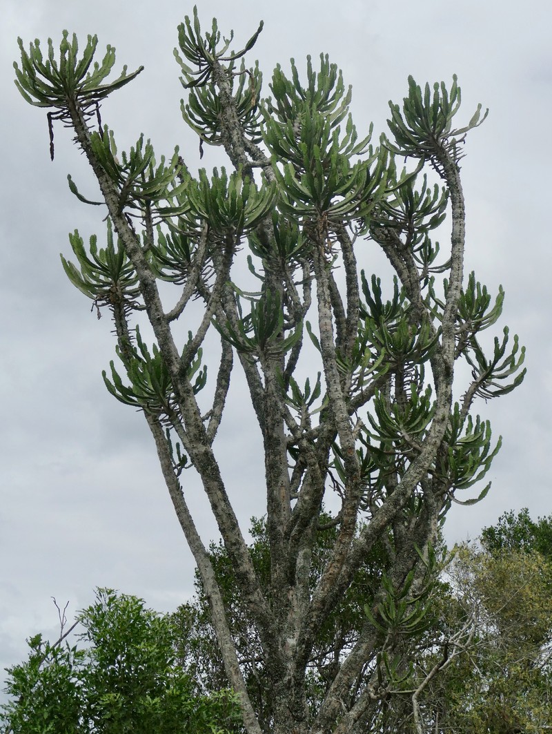 Euphorbia triangularis