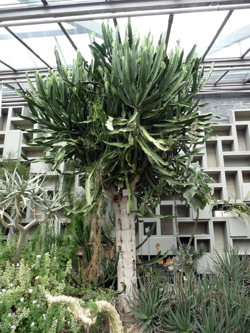 Euphorbia triangularis photo 2