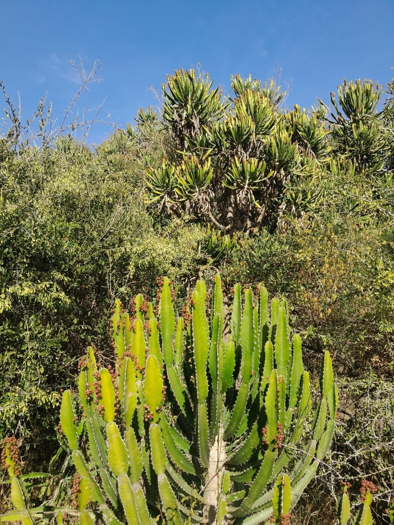 Euphorbia triangularis photo 4