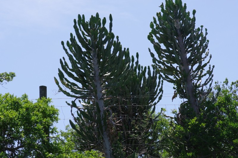 Euphorbia triangularis photo 5