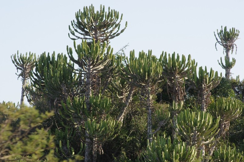 Euphorbia triangularis photo 6