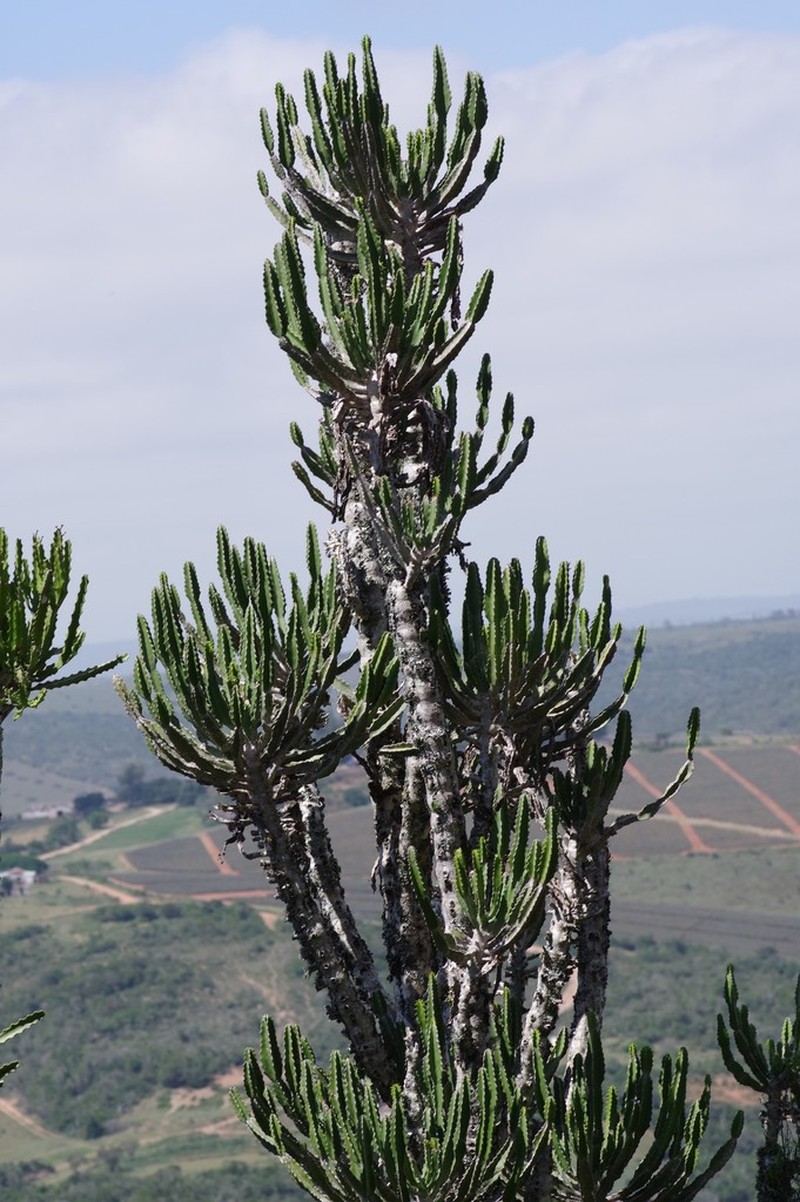 Euphorbia triangularis photo 7