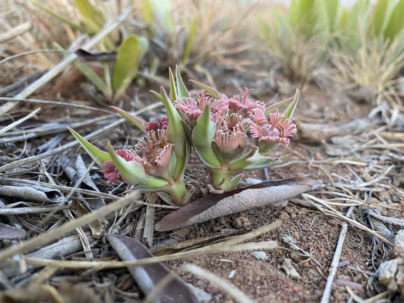 Euphorbia trichadenia