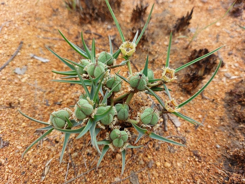 Euphorbia trichadenia photo 2