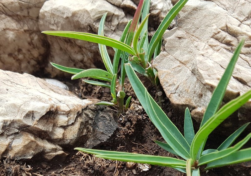 Euphorbia trichadenia photo 3