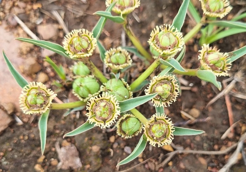 Euphorbia trichadenia photo 4