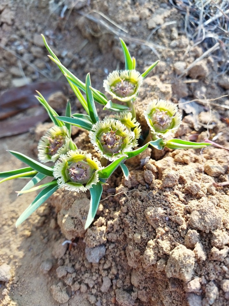 Euphorbia trichadenia photo 5