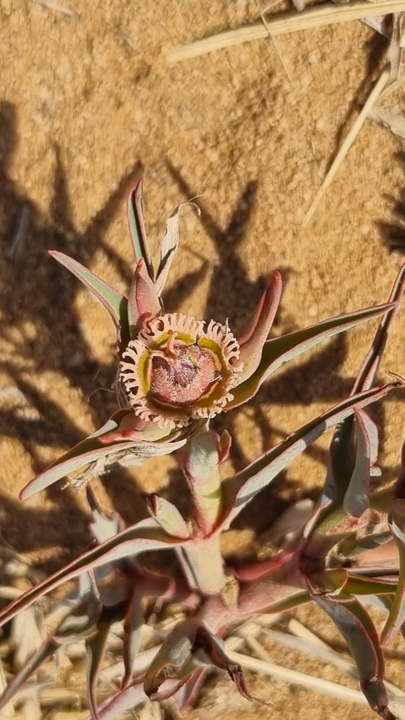 Euphorbia trichadenia photo 6