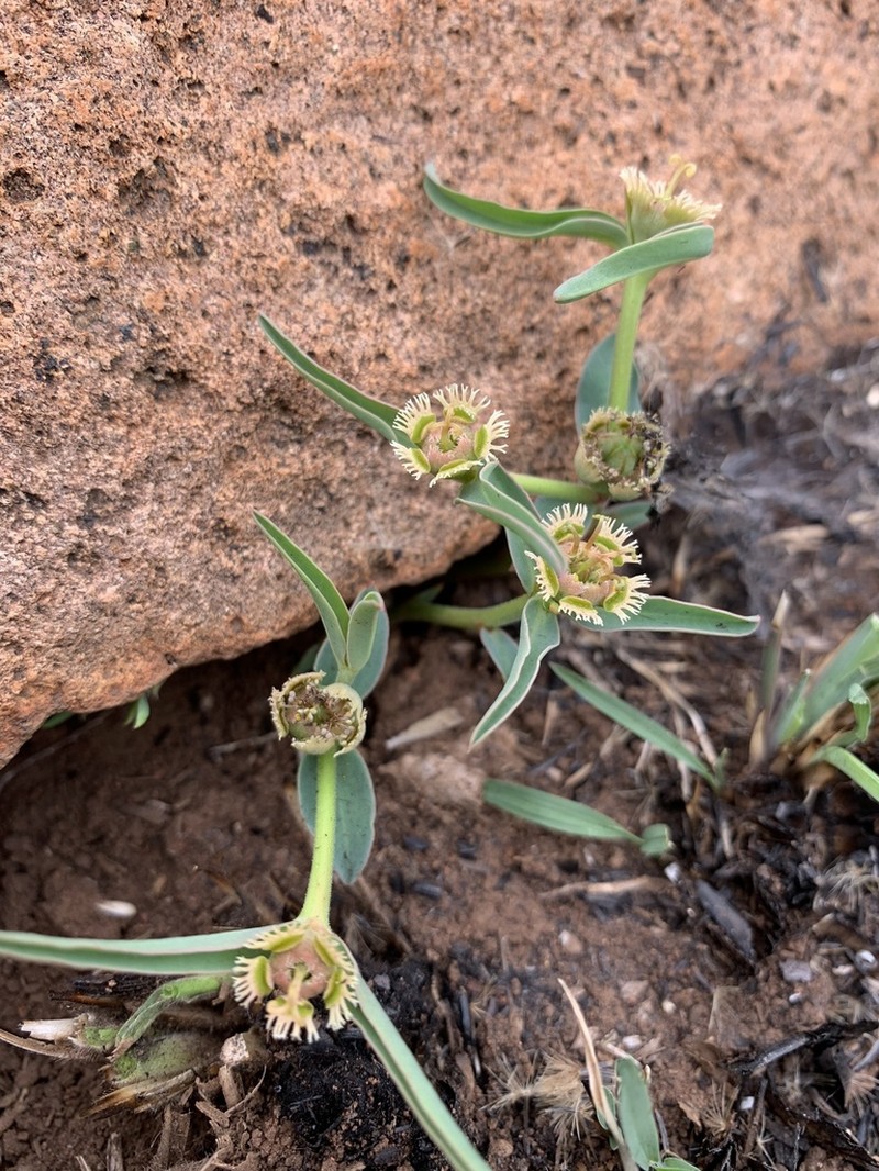 Euphorbia trichadenia photo 7