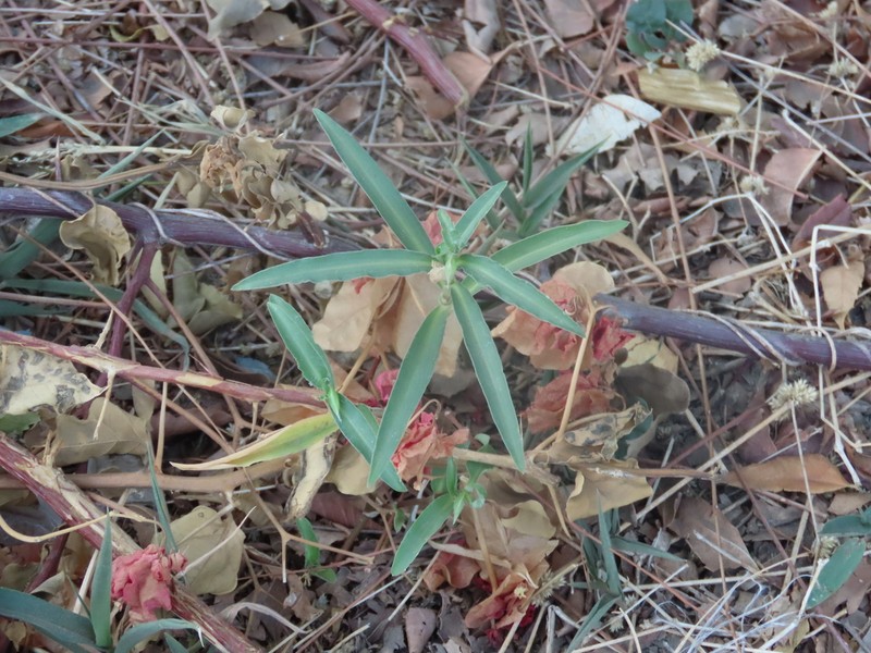 Euphorbia trichadenia photo 8