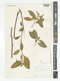 Euphorbia trichiocyma