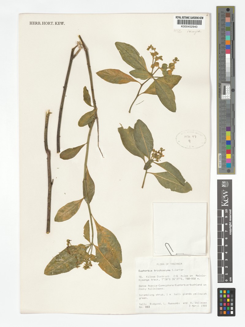 Euphorbia trichiocyma