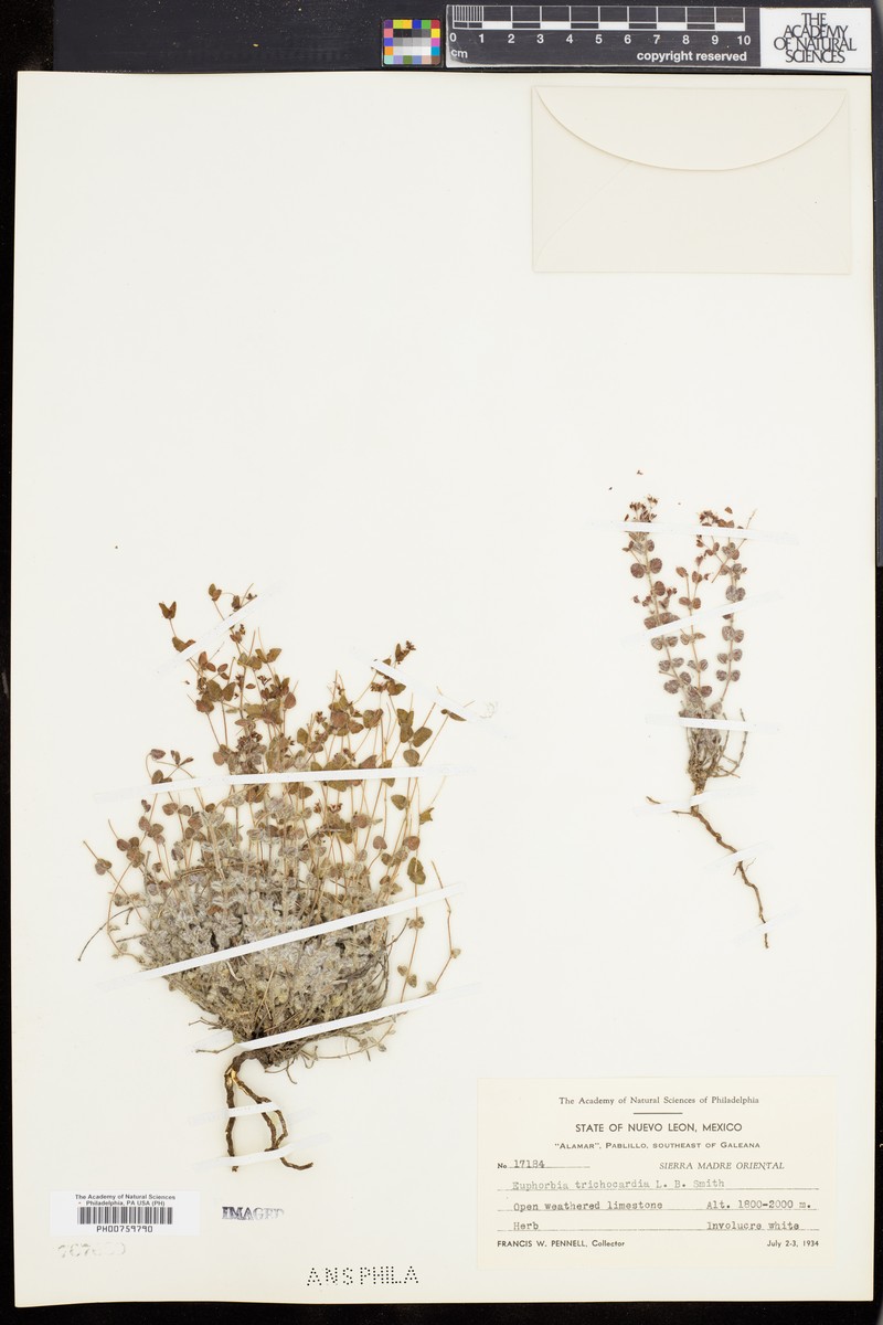 Euphorbia trichocardia